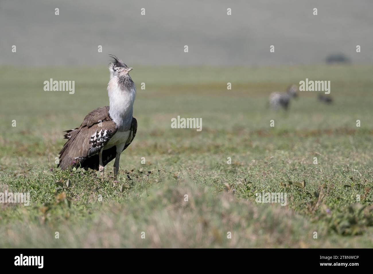 Kori bustard (Ardeotis kori), Ngorongoro Conservation area, Tanzania Foto Stock