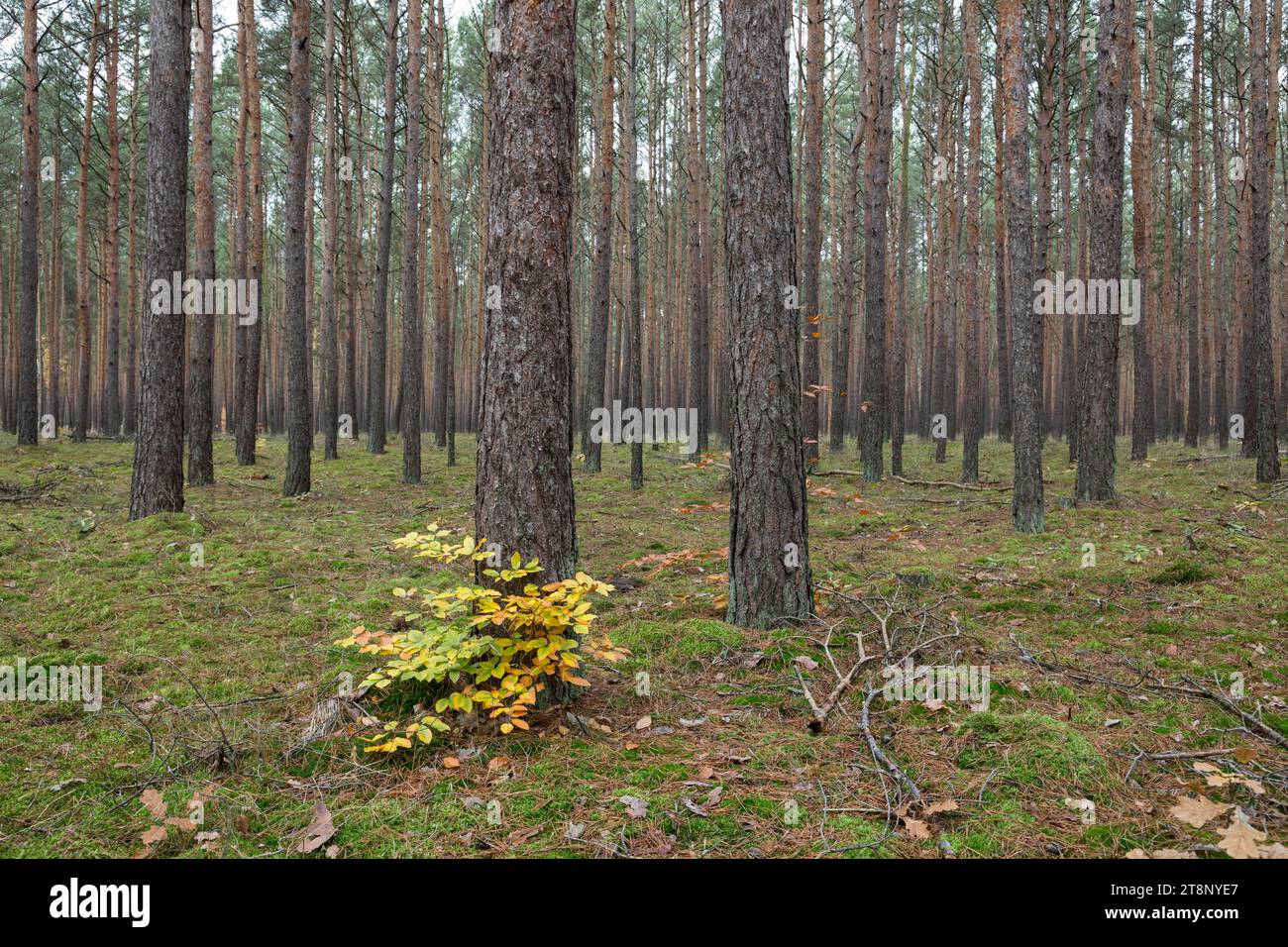 Un faggio di rame giovane (Fagus sylvatica) con colorazione fogliare autunnale in una pineta monotona (Pinus sylvestris). Germania, Brandeburgo Foto Stock