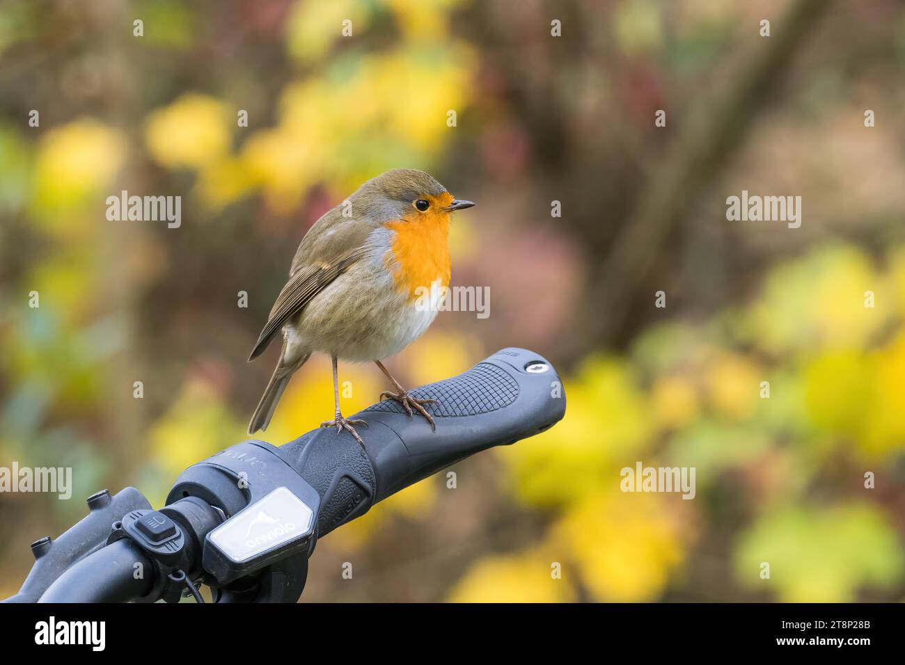 European robin (erithacus rubecula), seduto sulla presa del manubrio di una e-bike, bokeh autunnale, Hesse Foto Stock