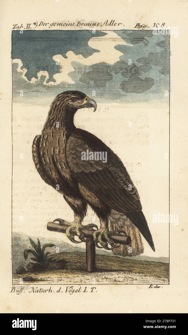 Aquila d'oro, Aquila chrysaetos. Der gemeine Braune Adler, Aquila Simpliiter, Falco fulvus. Incisione su copperplate colorata a mano dopo un'illustrazione di George Edwards dall'edizione di Friedrich Heinrich Wilhelm Martini della Naturgeschichte der Vogel del conte di Buffon, Natural History of Birds, Ben Joachim Pauli, Berlino, 1772. Foto Stock