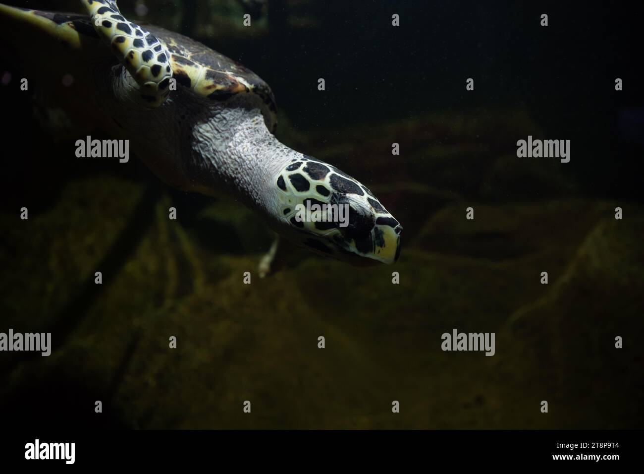 un acquario di tartarughe marine Foto Stock