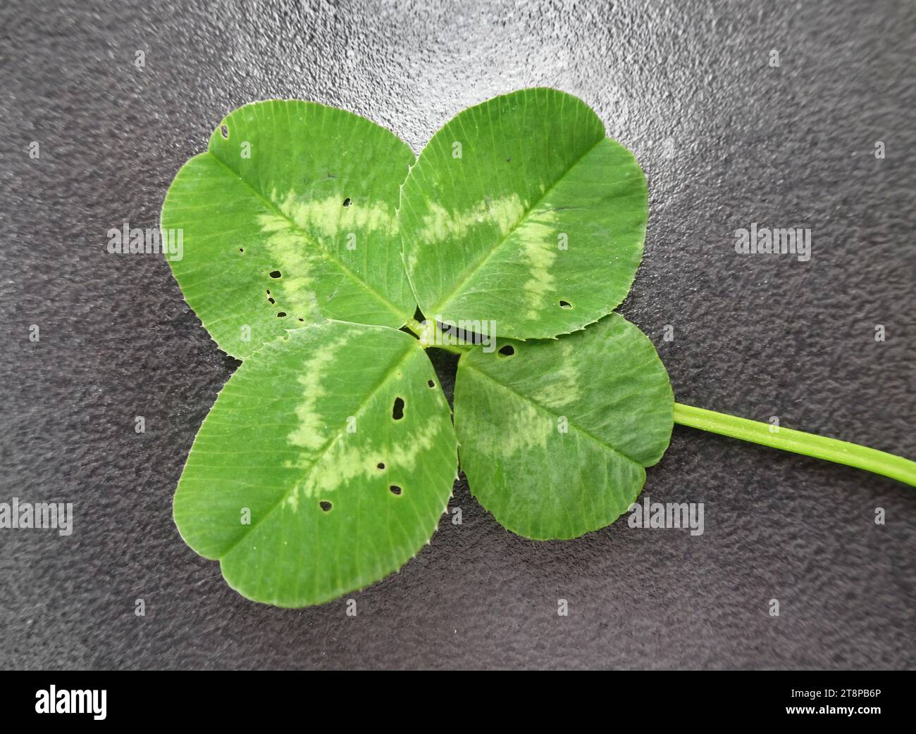 quattro foglie di trifoglio su una pietra nera Foto Stock