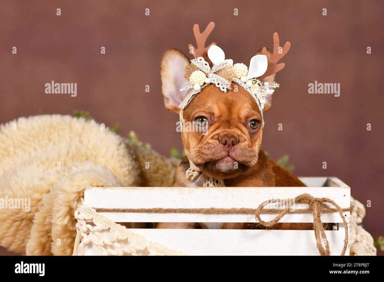 Grazioso cucciolo Bulldog francese con corna di renna su sfondo marrone Foto Stock
