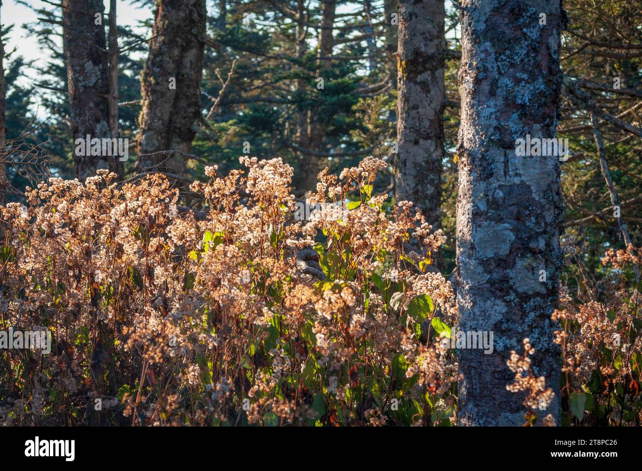 Trees of the Great Smoky Mountains in North Carolina Foto Stock