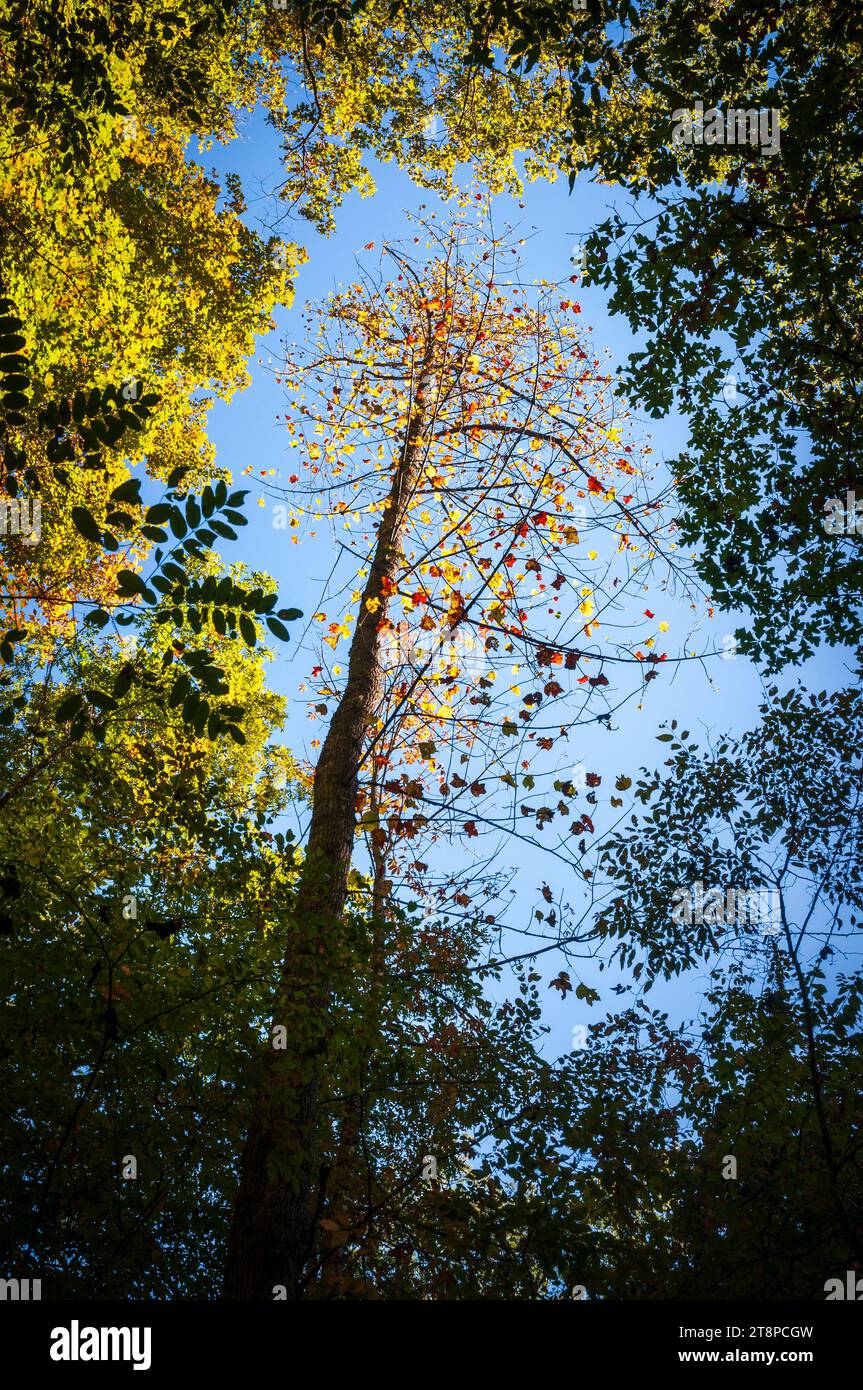 Lussureggiante foresta a baldacchino presso le Great Smoky Mountains, North Carolina Foto Stock