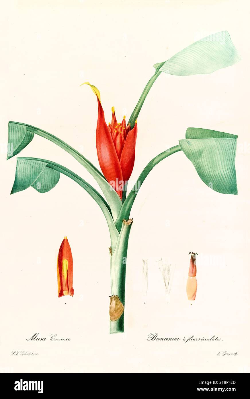Vecchia illustrazione di Scarlet Banana (Musa coccinea). Les Liliacées, di P. J. Redouté. Imp. Didot Jeune, Parigi, 1805 - 1816 Foto Stock