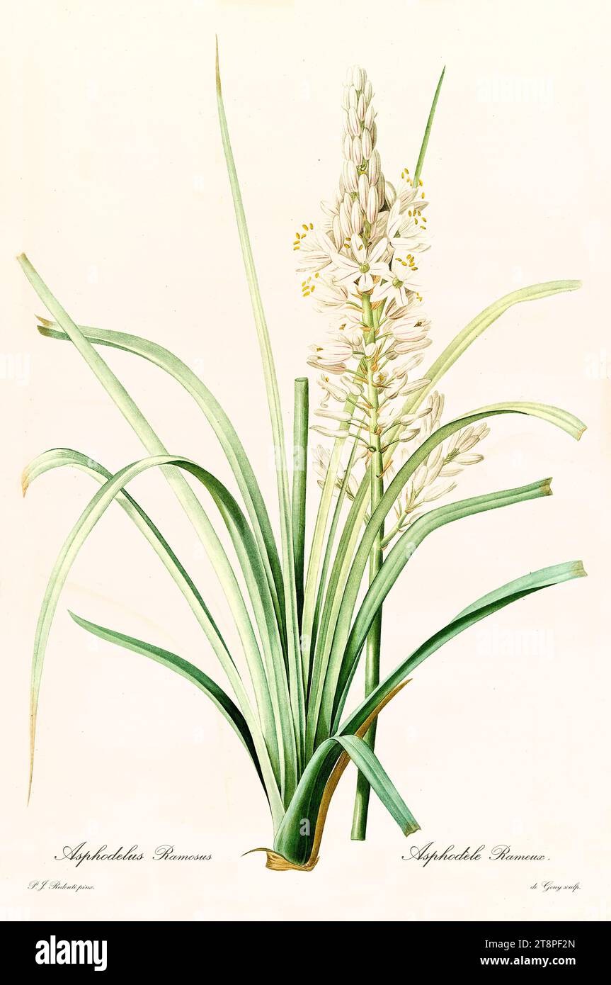 Vecchia illustrazione di Asphodel ramificato (Asphodelus ramosus). Les Liliacées, di P. J. Redouté. Imp. Didot Jeune, Parigi, 1805 - 1816 Foto Stock