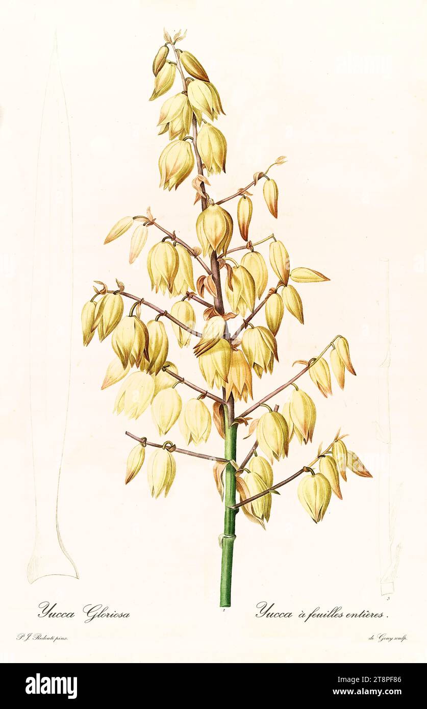 Vecchia illustrazione del fiore di pugnale spagnolo (Yucca gloriosa). Les Liliacées, di P. J. Redouté. Imp. Didot Jeune, Parigi, 1805 - 1816 Foto Stock