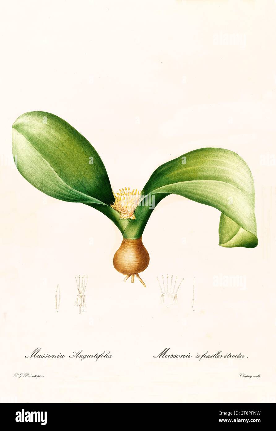 Vecchia illustrazione di Massonia angustifolia. Les Liliacées, di P. J. Redouté. Imp. Didot Jeune, Parigi, 1805 - 1816 Foto Stock