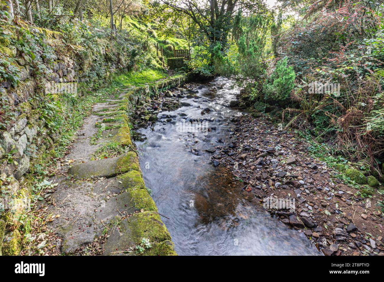 Un sentiero in pietra mooschiosa che si snoda lungo il lato di Trawden Brook, Lancashire. Foto Stock