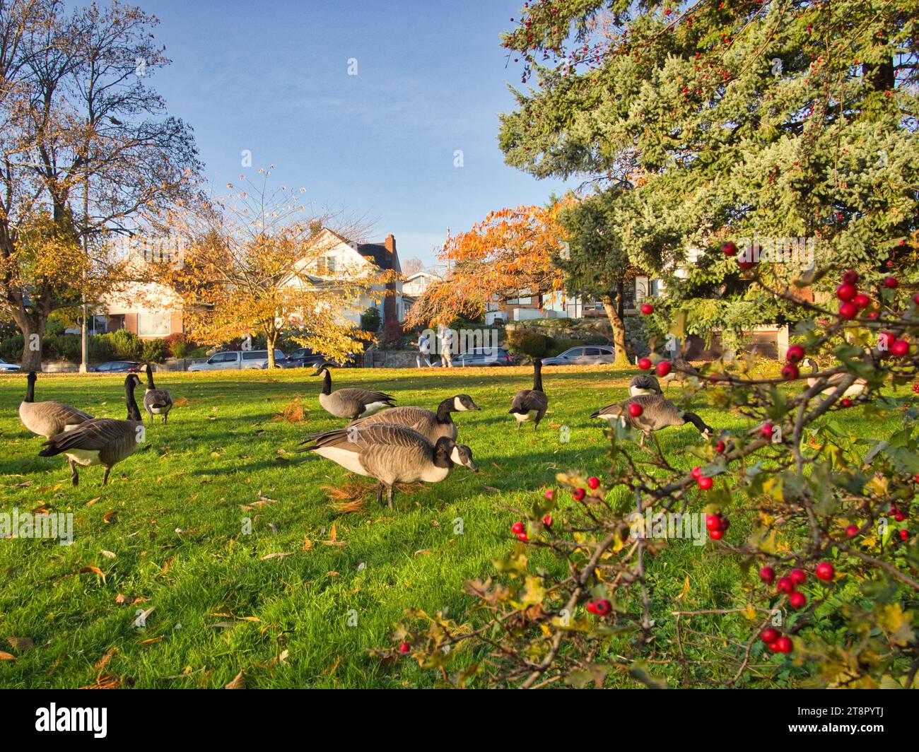 Un gregge di oche del Canada pascolano sull'erba verde nel parco cittadino di Seattle in autunno in una splendida giornata di sole. Residenze di quartiere sullo sfondo. Foto Stock