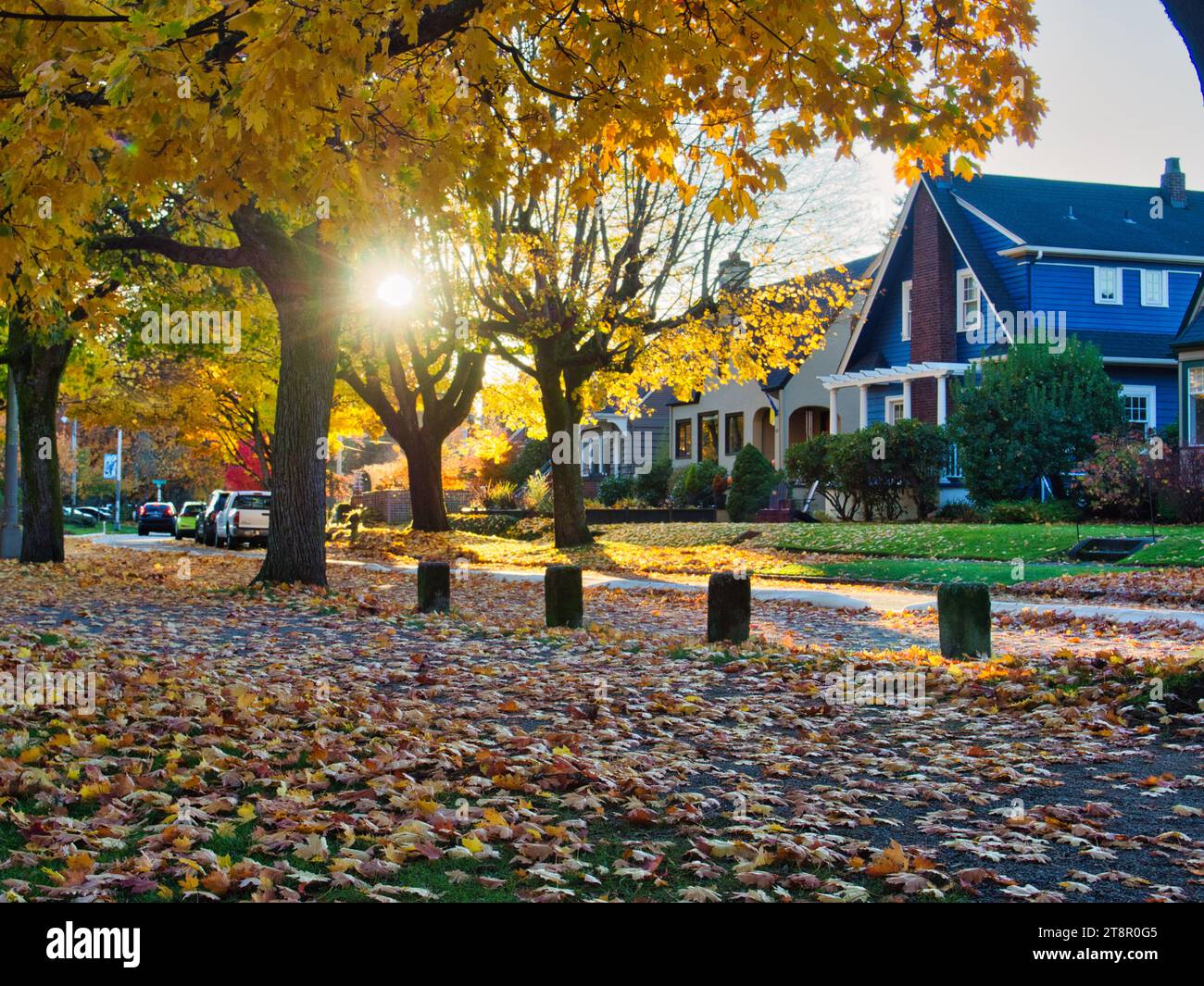 Strada residenziale di Seattle con splendide piante il giorno d'autunno vicino al Green Lake Park, con il sole visibile attraverso gli alberi all'ora d'oro. Foto Stock