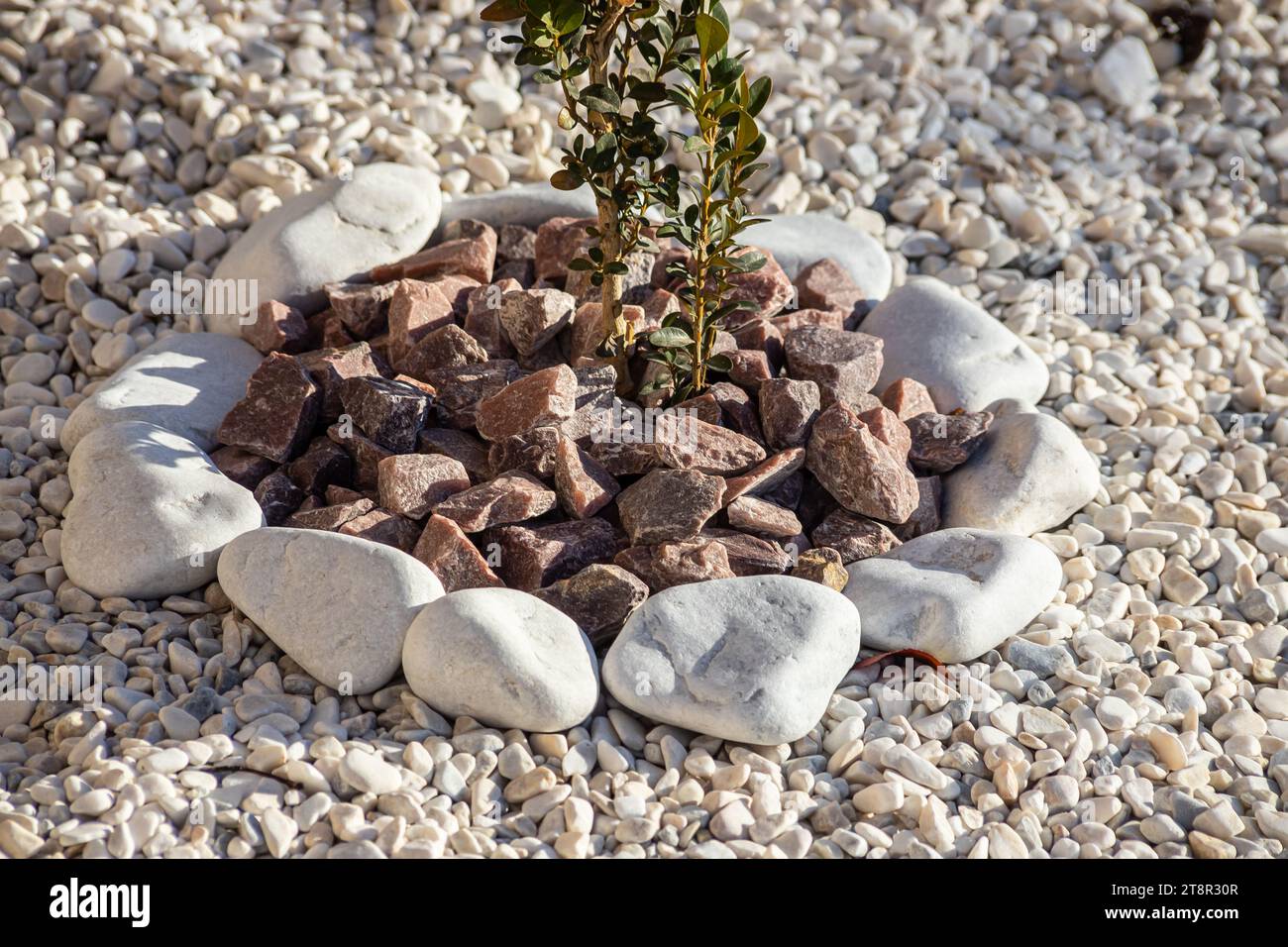 Arbusto ornamentale in bosso nel giardino. sullo sfondo di un'aiuola nel parco. Foto Stock