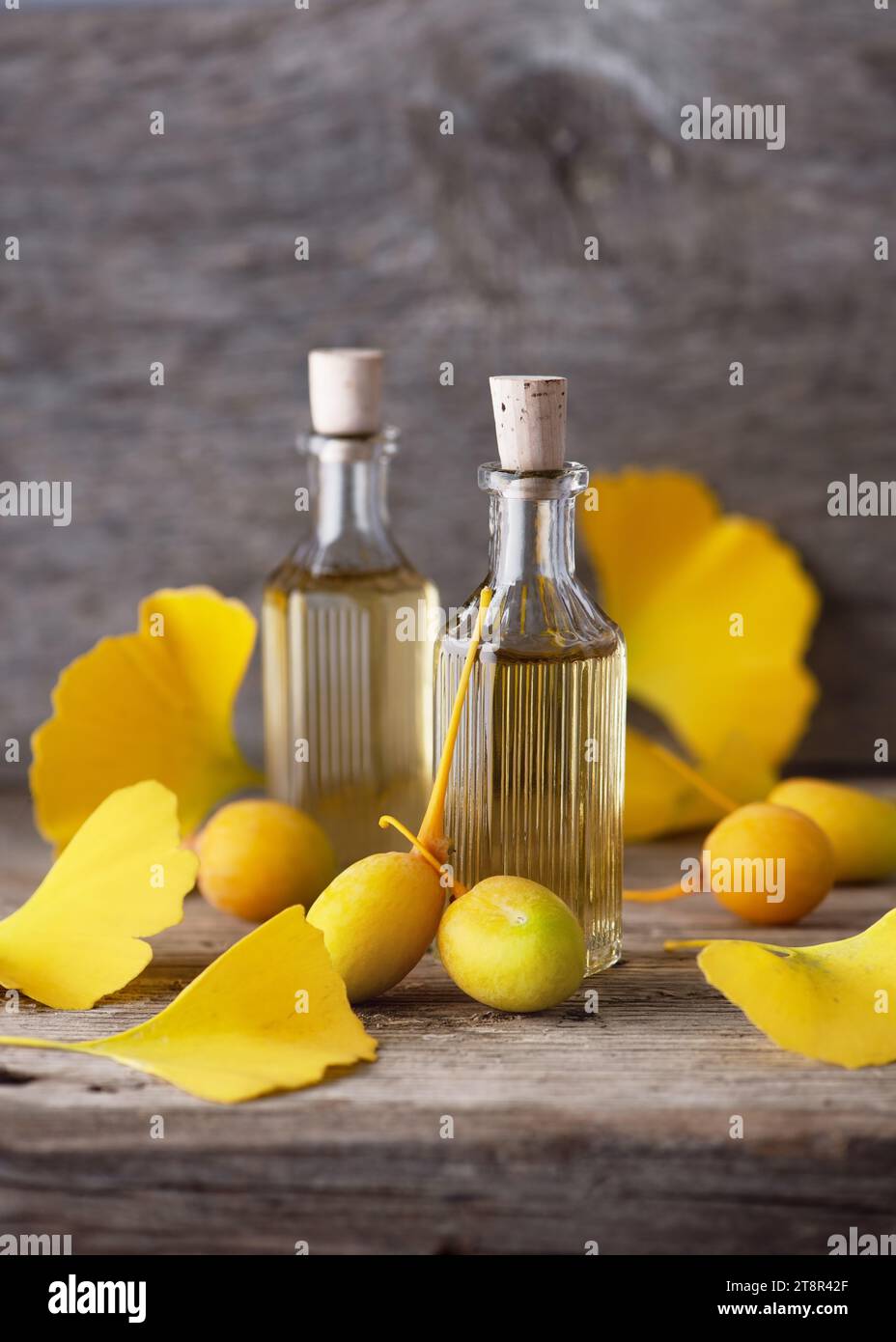 Due piccole bottiglie con estratto o olio. Proprietà curative di semi e foglie di ginkgo biloba in erboristeria. Copia spazio. Foto Stock