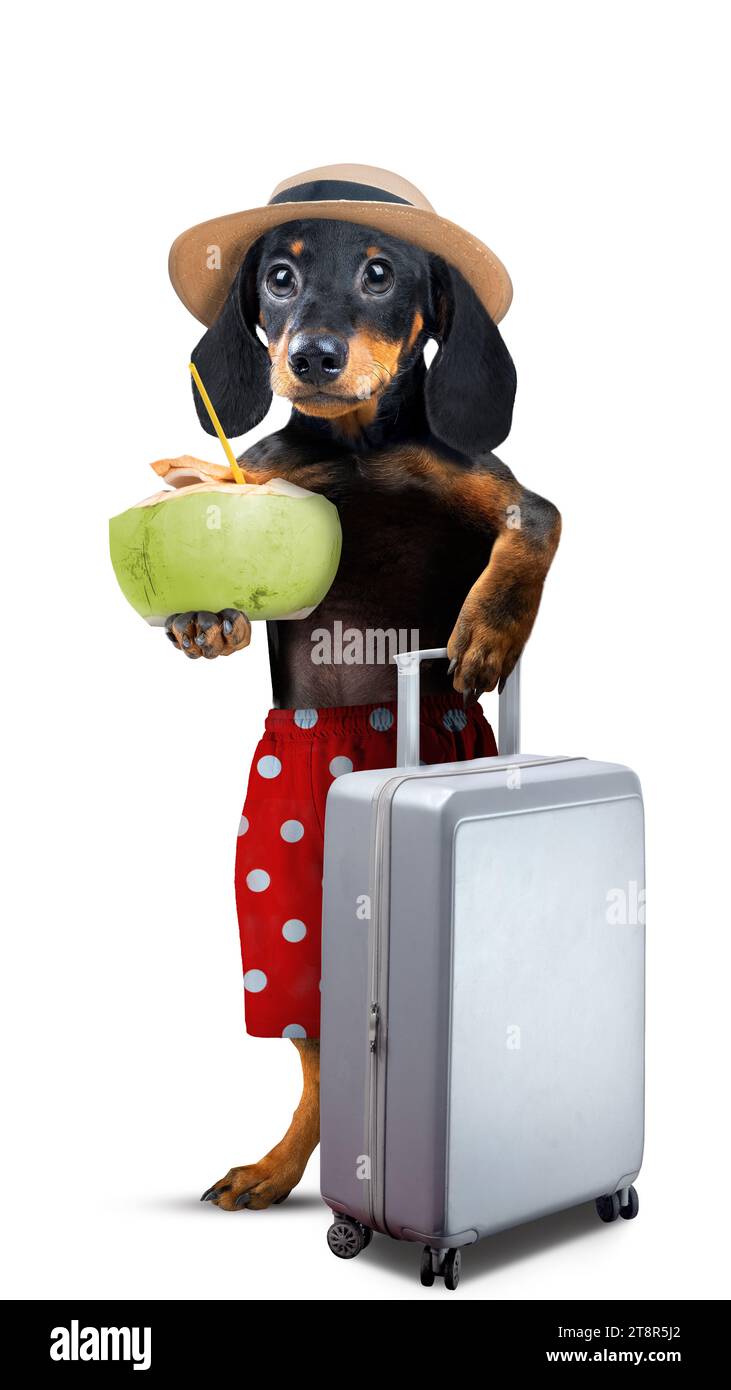 Un ritratto di un cane da bassotto con una valigia che regge una bevanda al cocco. Simpatico concetto di animale Foto Stock