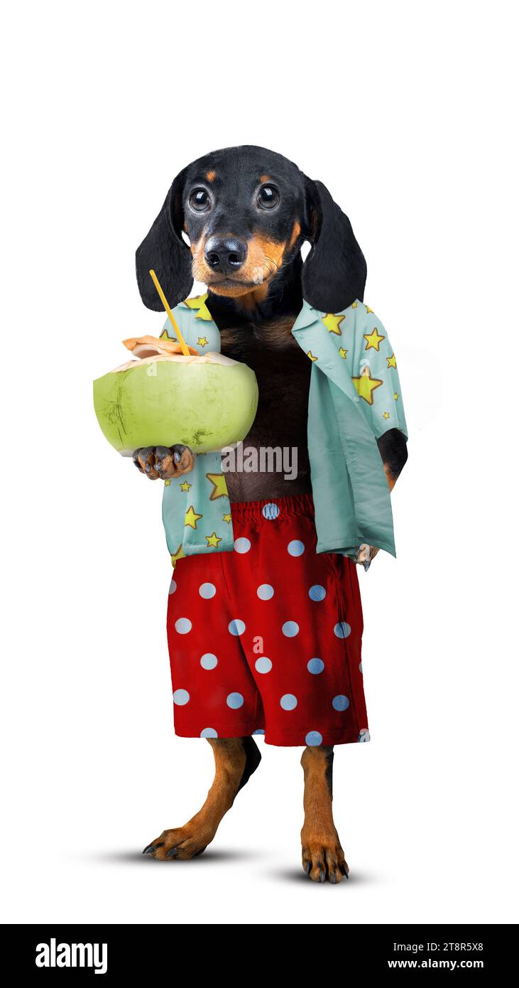 Un ritratto di un cane del bassotto che tiene una bevanda al cocco. Simpatico concetto di animale Foto Stock