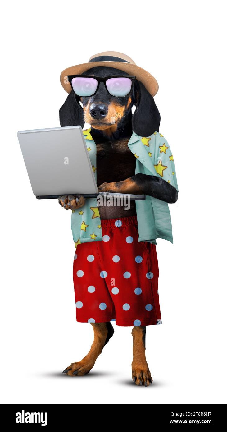 Un ritratto di un cane da bassotto che tiene un computer portatile. Simpatico concetto di animale Foto Stock