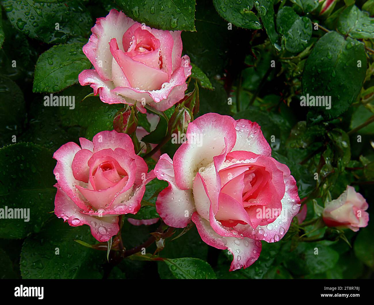 Raspberry Ice, Raspberry Ice è molto distinguibile per la colorazione dei suoi fiori, bianco cremoso con un attraente bordo rosa lampone. I fiori sono prodotti in ammassi e contrastano bene con il fogliame verde scuro. Quando è in piena fioritura, è una vista molto accattivante nel giardino e funziona bene anche all'interno di un vaso Foto Stock