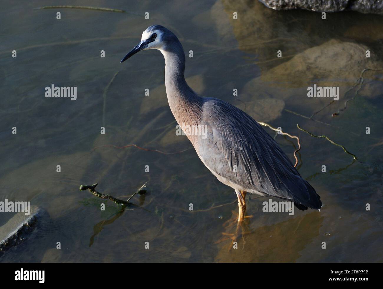 L'airone dal volto bianco è l'airone più comune della nuova Zelanda, nonostante sia un relativamente nuovo arrivo in questo paese. Si tratta di un alto ed elegante uccello grigio-blu che può essere visto pedinare la sua preda in quasi tutti gli habitat acquatici, tra cui pascoli umidi e campi da gioco. Poiché occupa spazio condiviso anche con le persone, di solito è ben abituato alla loro presenza e può consentire un approccio ravvicinato Foto Stock