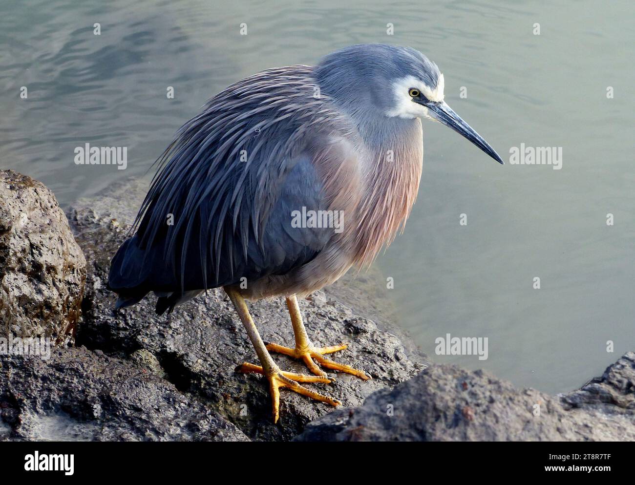 Heron dal volto bianco, l'airone dal volto bianco è l'airone più comune della nuova Zelanda, nonostante sia un relativamente nuovo arrivo in questo paese. Si tratta di un alto ed elegante uccello grigio-blu che può essere visto pedinare la sua preda in quasi tutti gli habitat acquatici, tra cui pascoli umidi e campi da gioco. Poiché occupa spazio condiviso anche con le persone, di solito è ben abituato alla loro presenza e può consentire un approccio ravvicinato Foto Stock