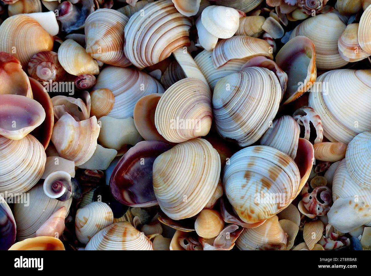 Shell Beach, Una 'spiaggia di conchiglie' e' una spiaggia di mare che presenta regolarmente un accumulo insolitamente grande di conchiglie che vi vengono lavate. Le conchiglie sono spesso le conchiglie vuote morte dei molluschi marini, ma possono anche includere test o conchiglie di altri tipi di animali marini Foto Stock