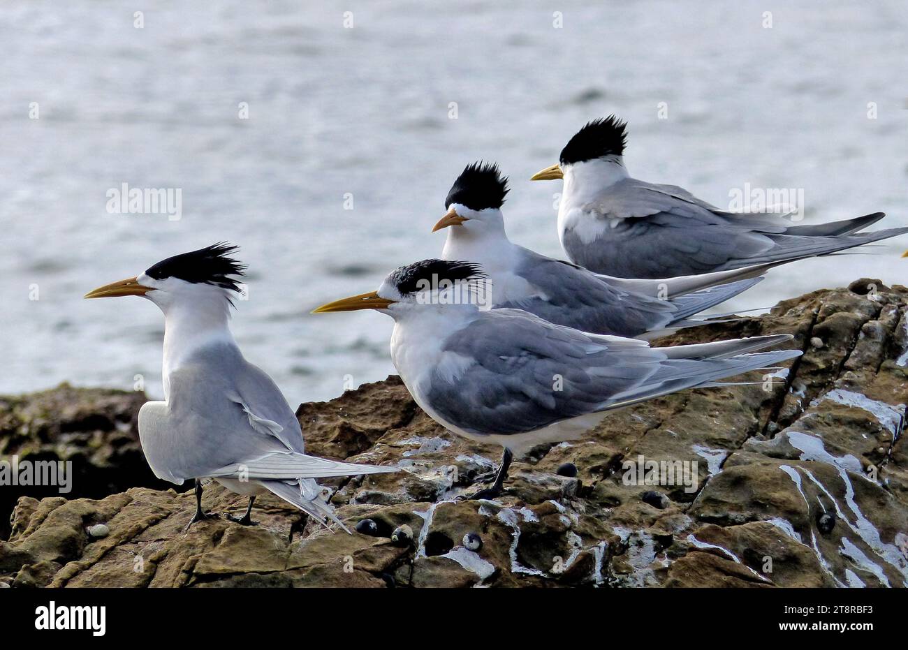 Crested Tern, ci sono pochi tratti della costa australiana dove il Crested Tern non può essere visto: È stato conosciuto sia come Bass Straits Tern che come Torres Straits Tern! Si riproducono in colonie su piccole isole al largo dove i loro nidi sono così densamente raggruppati che i proprietari adiacenti possono toccare le bollette a vicenda. Anche se il Crested Tern è di solito una specie rigorosamente costiera, ci sono occasionali testimonianze nell'arido interno dell'Australia, dove gli uccelli sono stati probabilmente soffiati passando attraverso cicloni tropicali Foto Stock