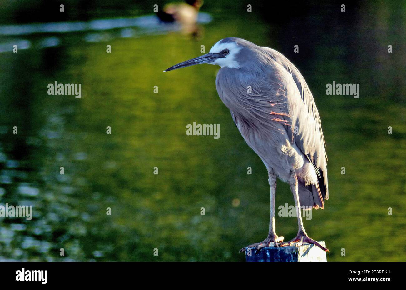 Airone bianco. NZ, l'airone dal volto bianco è l'airone più comune della nuova Zelanda, nonostante sia un relativamente nuovo arrivo in questo paese. Si tratta di un alto ed elegante uccello grigio-blu che può essere visto pedinare la sua preda in quasi tutti gli habitat acquatici, tra cui pascoli umidi e campi da gioco. Poiché occupa spazio condiviso anche con le persone, di solito è ben abituato alla loro presenza e può consentire un approccio ravvicinato Foto Stock