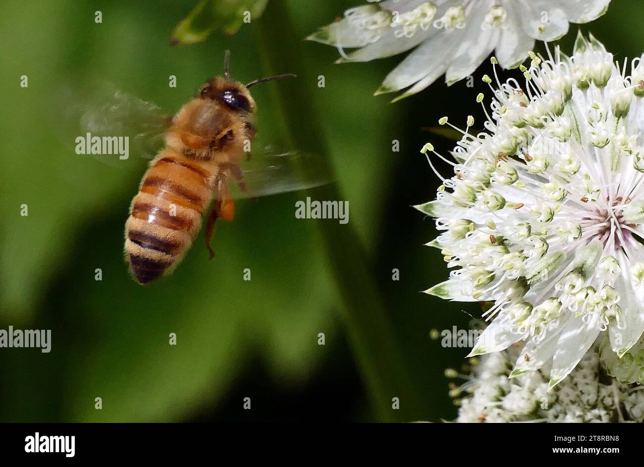 Benvenuti, le api sono insetti volanti strettamente legati a vespe e formiche, noti per il loro ruolo nell'impollinazione e, nel caso delle specie di api più note, l'ape miele europea, per la produzione di miele e cera d'api. Le api sono un lignaggio monofiletico all'interno della superfamiglia Apoidea, attualmente considerato come un clade Anthophila. Ci sono quasi 20.000 specie note di api in sette o nove famiglie riconosciute, anche se molte non sono descritte e il numero effettivo è probabilmente più alto. Si trovano in ogni continente tranne l'Antartide Foto Stock