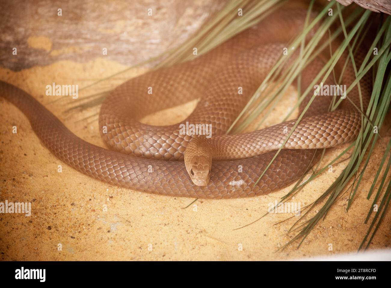 L'Eastern Brown Snake è un serpente lungo e sottile; la sua superficie superiore è solitamente da marrone chiaro a marrone scuro e di colore uniforme. Foto Stock