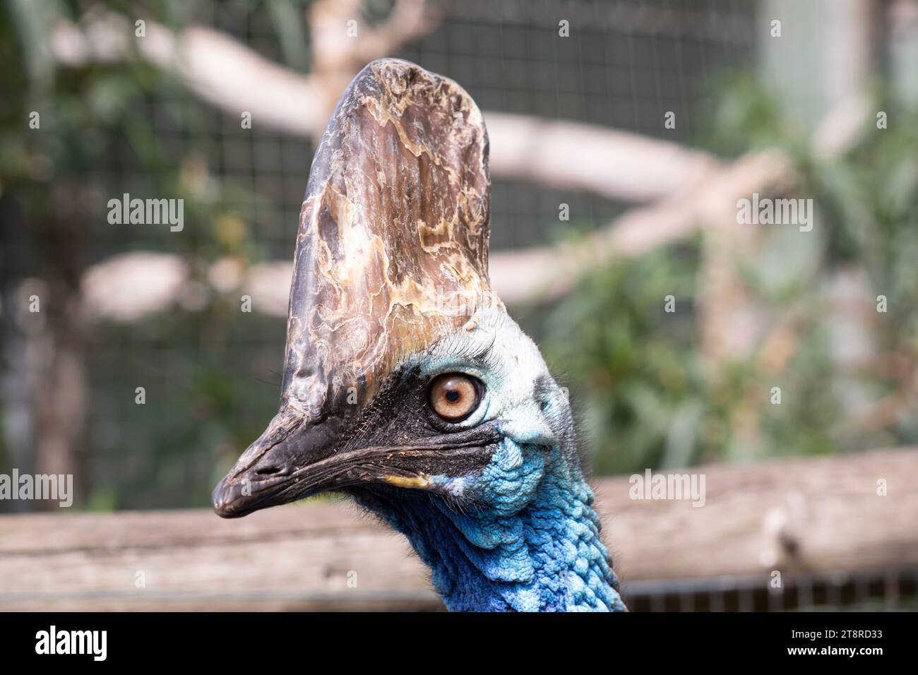 Il cassowary è grande, senza volo. È ricoperta di piume nere a due punte e presenta un grande casco sulla testa. Foto Stock