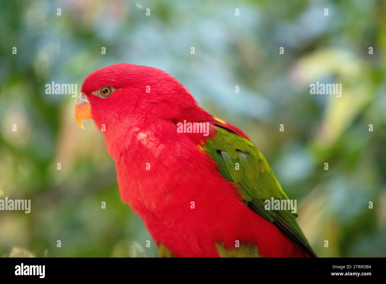 La lory chattering ha un corpo rosso e una macchia gialla sul mantello. Le regioni delle ali e delle cosce sono verdi e le coperture delle ali sono gialle. La coda i Foto Stock