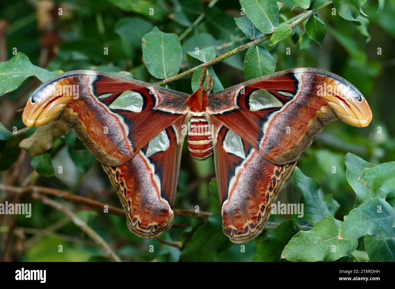 Attacus Atlas (attacus atlas), comune in tutto l'arcipelago malese, questi insetti delle dimensioni di uccelli sono considerati le più grandi falene del mondo. Sono così grandi che i loro bozzoli sono occasionalmente usati come borse a Taiwan Foto Stock
