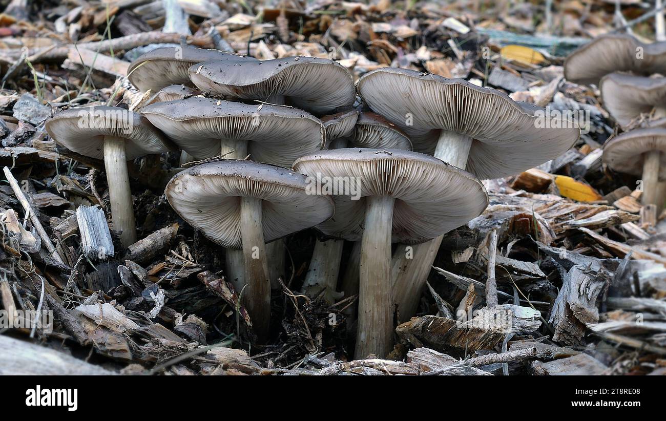 Entoloma haastii, Entoloma haastii. È un fungo della famiglia delle Entolomataceae. Descritto come nuovo alla scienza nel 1964, è conosciuto solo dalla nuova Zelanda, dove cresce sul terreno in lettiere di foglie, di solito vicino alla specie Nothofagus Foto Stock