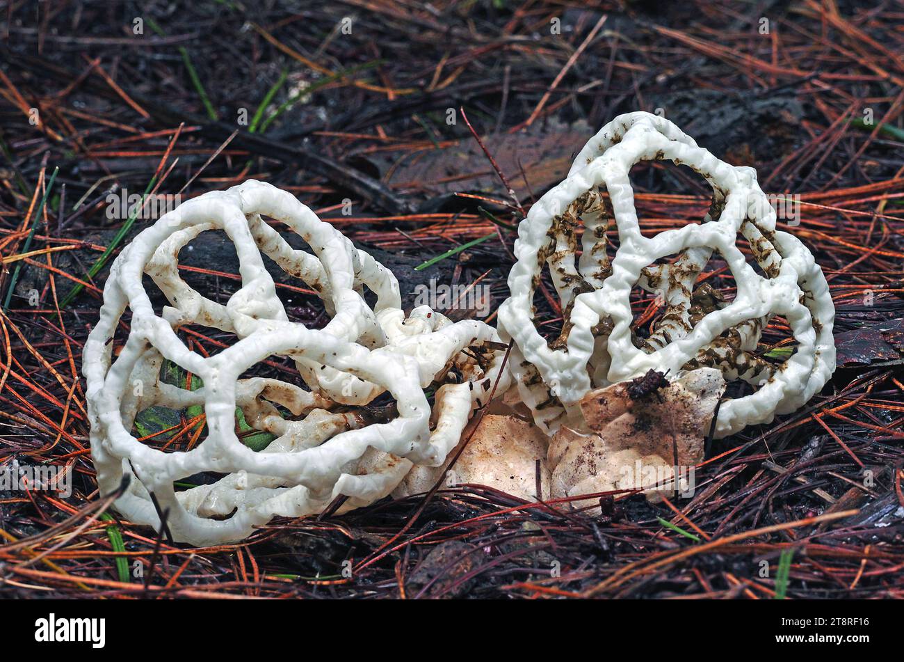 Ileodictyon cibarium. L'Ileodictyon cibarium è una specie saprobica di fungo della famiglia Phallaceae. È originario della nuova Zelanda, dove è comunemente noto come fungo cesto o fungo cesto bianco, alludendo ai corpi fruttiferi che hanno una forma simile a una palla rotonda o ovale con rami interlacciati o reticolati Foto Stock