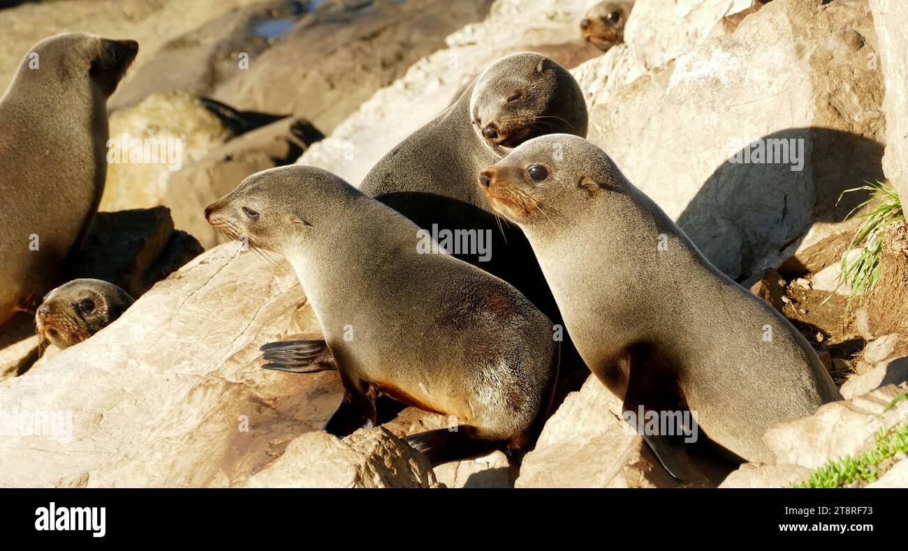 Sigillare i cuccioli. (Gang di tre), la foca più comune sulla terraferma della nuova Zelanda è la foca neozelandese che si riproduce intorno all'Isola del Sud e a nord fino alla penisola di Coromandel sull'Isola del Nord, con maschi che occasionalmente si trovano a nord di Auckland, nuova Zelanda. Le otarie orsine furono cacciate sia dai Maori che dagli europei e furono vicine all'estinzione a metà degli anni '1800 Dopo la protezione negli anni '1890, la popolazione si è ripresa bene ed è probabile che superi i 50 000 e aumenti man mano che continua a diffondersi a nord. Le otarie orsine sono di colore da grigio a marrone scuro con maschi adulti molto più grandi Foto Stock