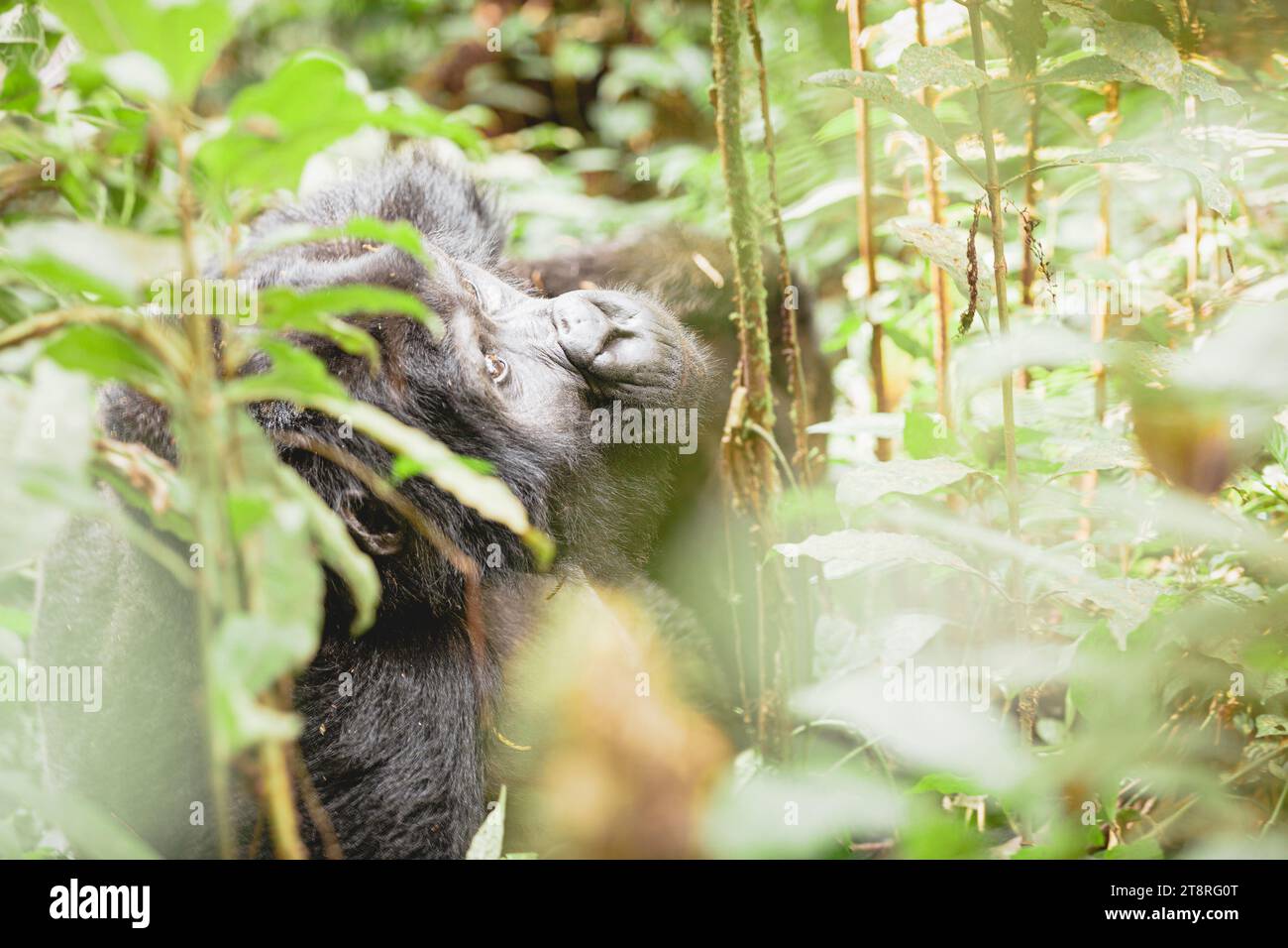 Gorilla di montagna nel Parco Nazionale impenetrabile di Bwindi, Uganda Foto Stock