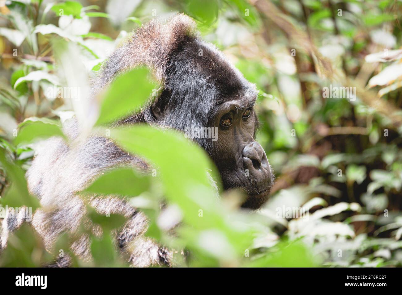 Gorilla di montagna nel Parco Nazionale impenetrabile di Bwindi, Uganda Foto Stock
