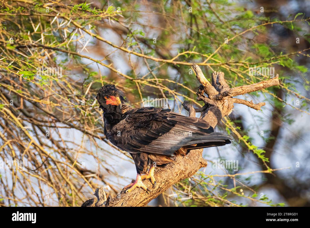Aquila di Bateleur (Terathopius ecaudatus) - Riserva Nazionale di Samburu, Kenya settentrionale Foto Stock