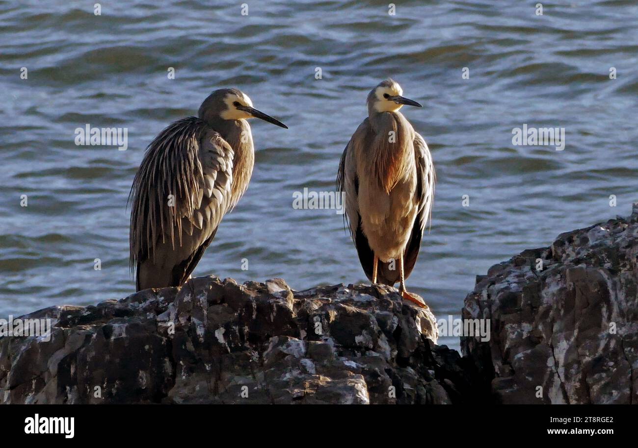 Airone bianco. (Egretta novaehollandiae), l'airone dal volto bianco è l'airone più comune della nuova Zelanda, nonostante sia un relativamente nuovo arrivo in questo paese. Si tratta di un alto ed elegante uccello grigio-blu che può essere visto pedinare la sua preda in quasi tutti gli habitat acquatici, tra cui pascoli umidi e campi da gioco. Poiché occupa spazio condiviso anche con le persone, di solito è ben abituato alla loro presenza e può consentire un approccio ravvicinato Foto Stock