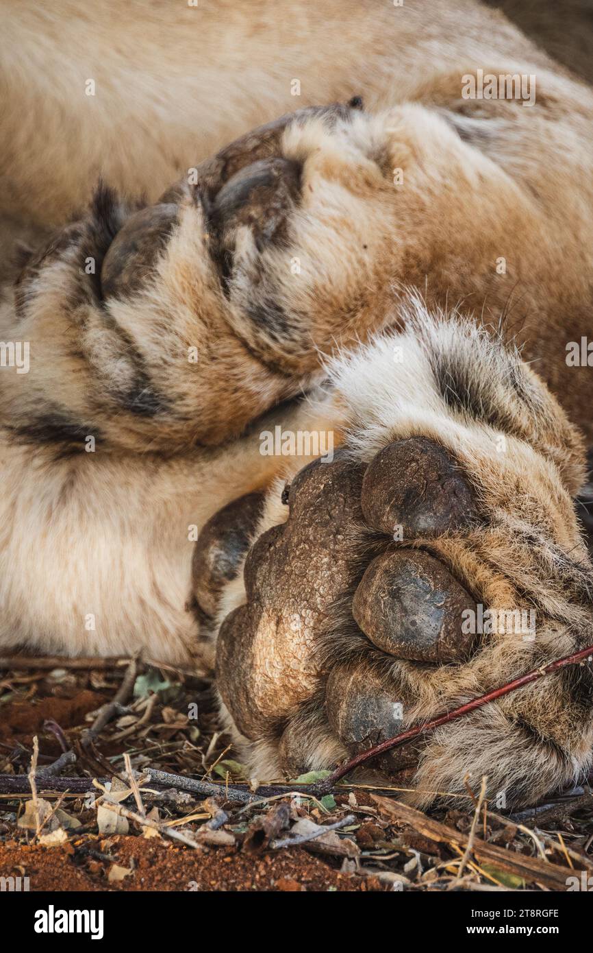 Animali selvatici - primo piano di una zampa di leone nella riserva nazionale di Samburu, Kenya settentrionale Foto Stock