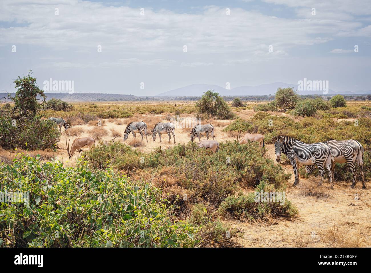 Animali selvatici - zebre e orici di Grevy nella riserva nazionale di Samburu, Kenya settentrionale Foto Stock