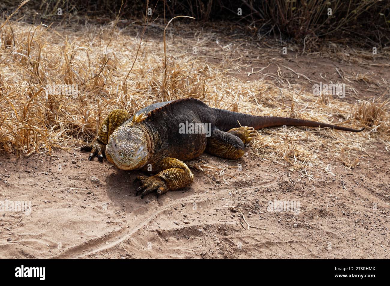 Terra Iguana, Galapagos, Ecuador Foto Stock