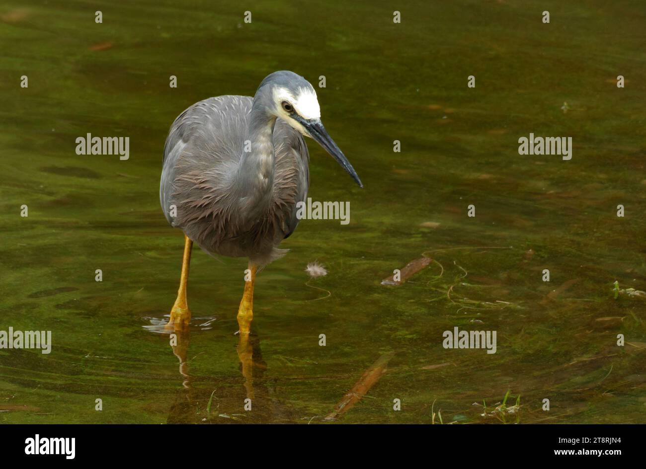 L'airone dalla faccia bianca (Egretta novaehollandiae), l'airone dalla faccia bianca è l'airone più comune della nuova Zelanda, nonostante sia un relativamente nuovo arrivo in questo paese. Si tratta di un alto ed elegante uccello grigio-blu che può essere visto pedinare la sua preda in quasi tutti gli habitat acquatici, tra cui pascoli umidi e campi da gioco. Poiché occupa spazio condiviso anche con le persone, di solito è ben abituato alla loro presenza e può consentire un approccio ravvicinato Foto Stock