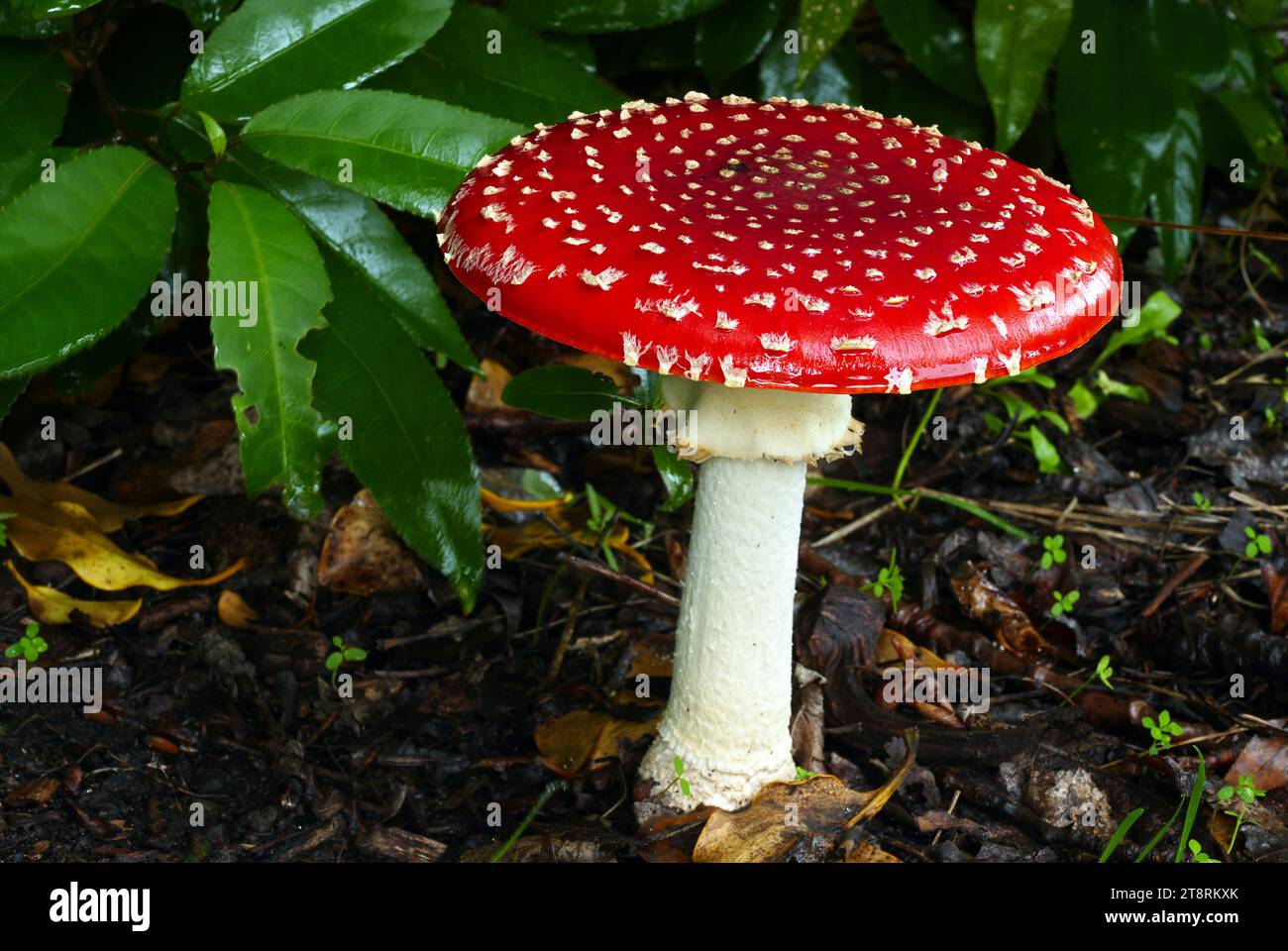 Amanita muscaria. (Fly Agaric), Amanita muscaria, comunemente nota come Fly agaric o Fly amanita, è un fungo psicoattivo basidiomycete fungo, uno dei tanti del genere Amanita Foto Stock