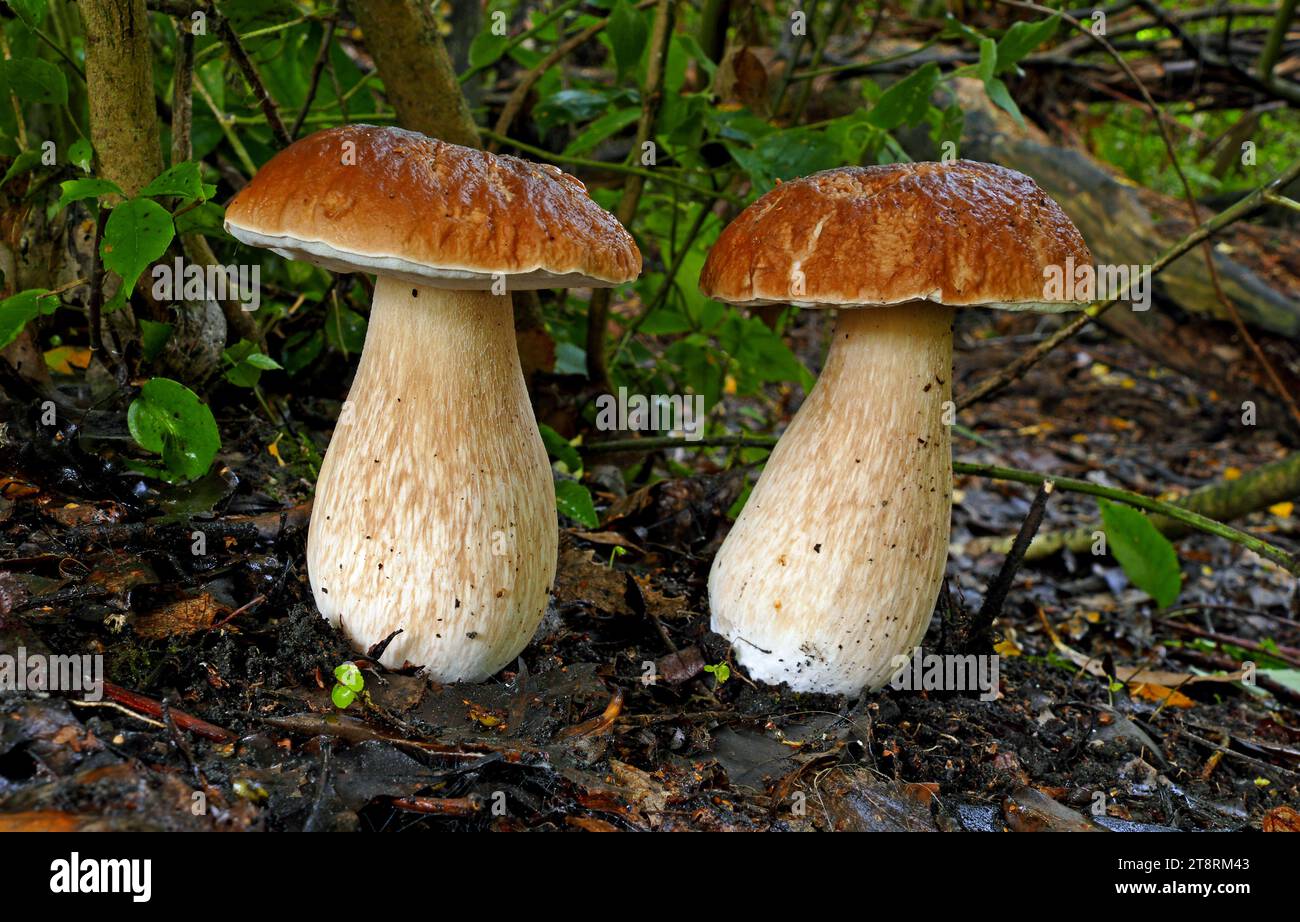 Re Bolete (Boletus edulis), questo fungo è conosciuto in tutto il mondo come uno dei migliori commestibili. È chiamato il cep in Francia, lo Steinpilz in Germania, i porcini in Italia e il re bolete nei paesi di lingua inglese. Ha molti parenti stretti e varietà, la maggior parte dei quali sono quasi indistinguibili nella loro eccellenza. Uno dei funghi più ricercati, deliziosi freschi o secchi. Questo magnifico ha diverse forme che possono essere specie distinte. Sguazzati come un porcino, nessun fungo è più sostanzioso o soddisfacente da trovare! Foto Stock