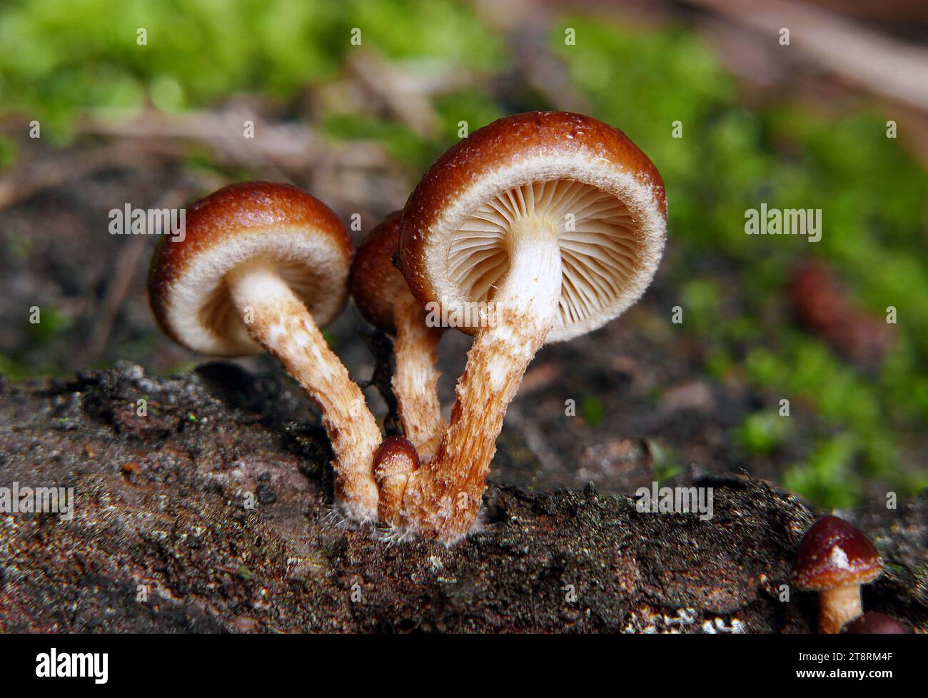 I funghi Brick Caps (Hypholoma lateritium,), questo fungo autunnale ampiamente distribuito, a volte chiamato "cappellotto di mattoni", può essere trovato crescere in gruppi stretti su ceppi di legno duro e tronchi Foto Stock
