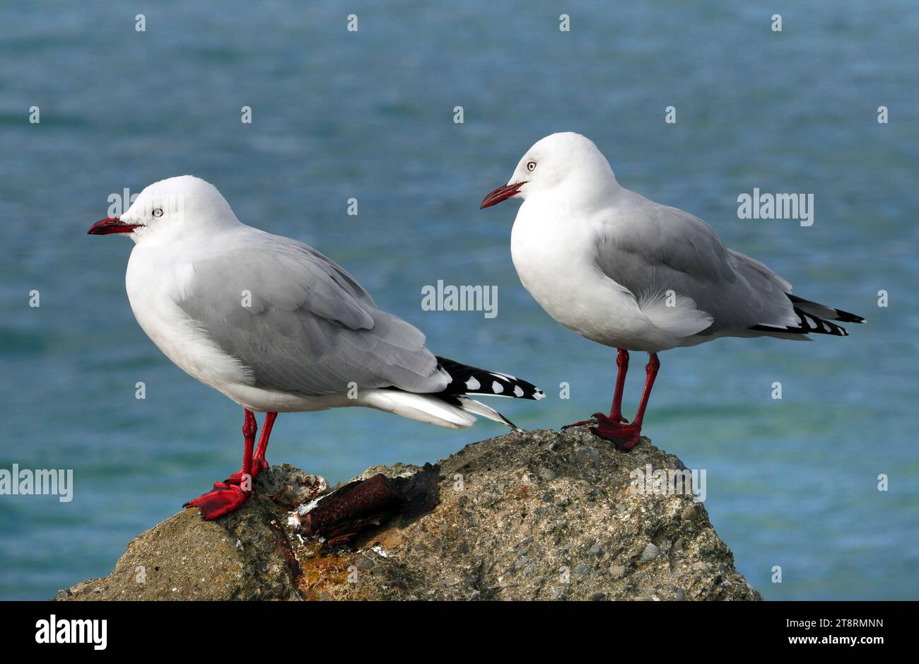 Gull a becco rosso. (Larus novaehollandiae scopulinus), i gabbiani a becco rosso si trovano nella maggior parte delle località costiere in tutta la nuova Zelanda. Si trovano comunemente anche nelle città, scavando rifiuti umani e frattaglie provenienti da pesci e lavorazioni di carne. Raramente si trovano nell'entroterra. Nella nuova Zelanda continentale, l'allevamento si verifica in dense colonie, principalmente limitate alle coste orientali delle Isole del Nord e del Sud su cumuli, scogliere, foci di fiumi e coste sabbiose e rocciose. Sulle isole periferiche si riproducono nelle isole Chatham, Campbell, Snares e Auckland, in nuova Zelanda. Qui, i loro nidi sono nascosti Foto Stock