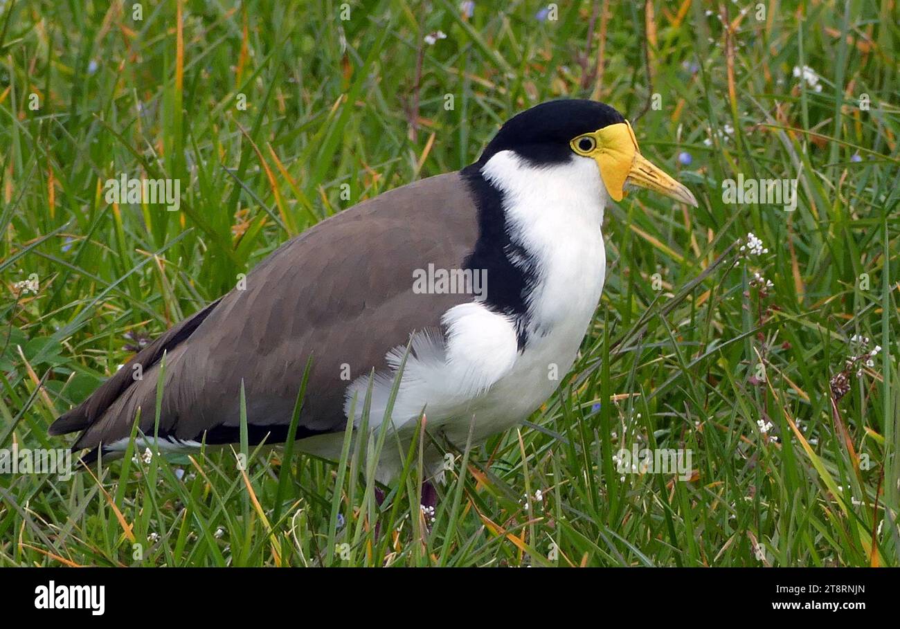 Spur Wing plover. (Vanellus Miles), il lapwing mascherato (Vanellus Miles), noto anche come il plover mascherato e spesso chiamato il plover alato sperone o semplicemente plover nel suo areale nativo, è un uccello grande, comune e cospicuo originario dell'Australia, in particolare le parti settentrionali e orientali del continente, la nuova Zelanda e la nuova Guinea. Trascorre la maggior parte del suo tempo sul terreno alla ricerca di cibo come insetti e vermi e ha diversi richiami distintivi Foto Stock