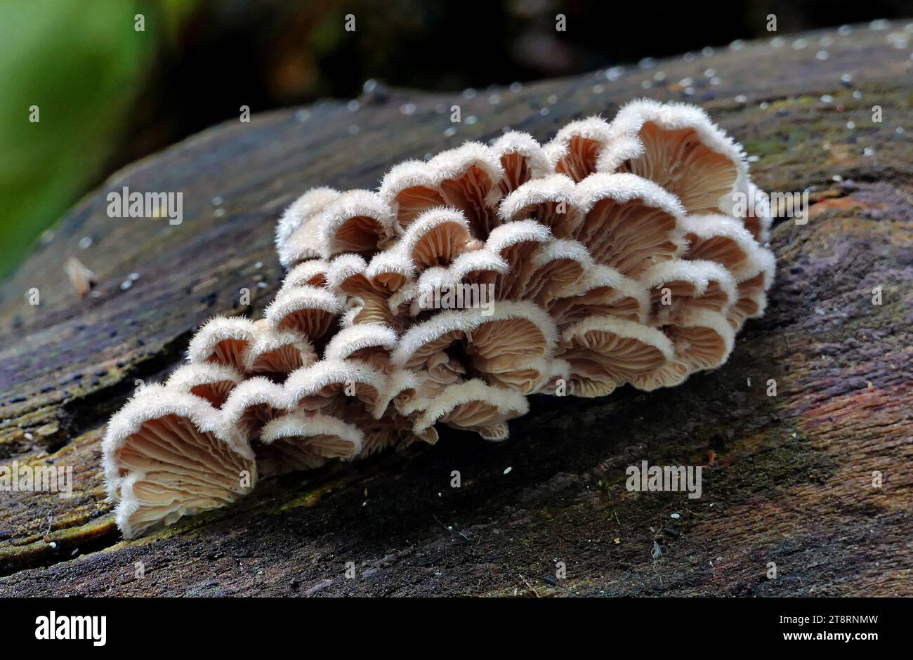 Schizophyllum commune (Split Gill), Schizophyllum commune è una specie di fungo del genere Schizophyllum. Il fungo assomiglia a onde ondulate di coralli strettamente impaccati o a ventaglio cinese sciolto. Il colore 'Gillies' o Split Gills varia da giallo cremoso a bianco pallido. Il cappuccio è piccolo, largo 1-4,5 cm, con una consistenza densa ma spugnosa. È noto come fungo split-gill a causa della natura unica divisa longitudinalmente del bacidospore che produce bacidospore, che spesso si divide quando si asciugano e si inumidiscono in branchie mentre si gettano in spore. Foto Stock
