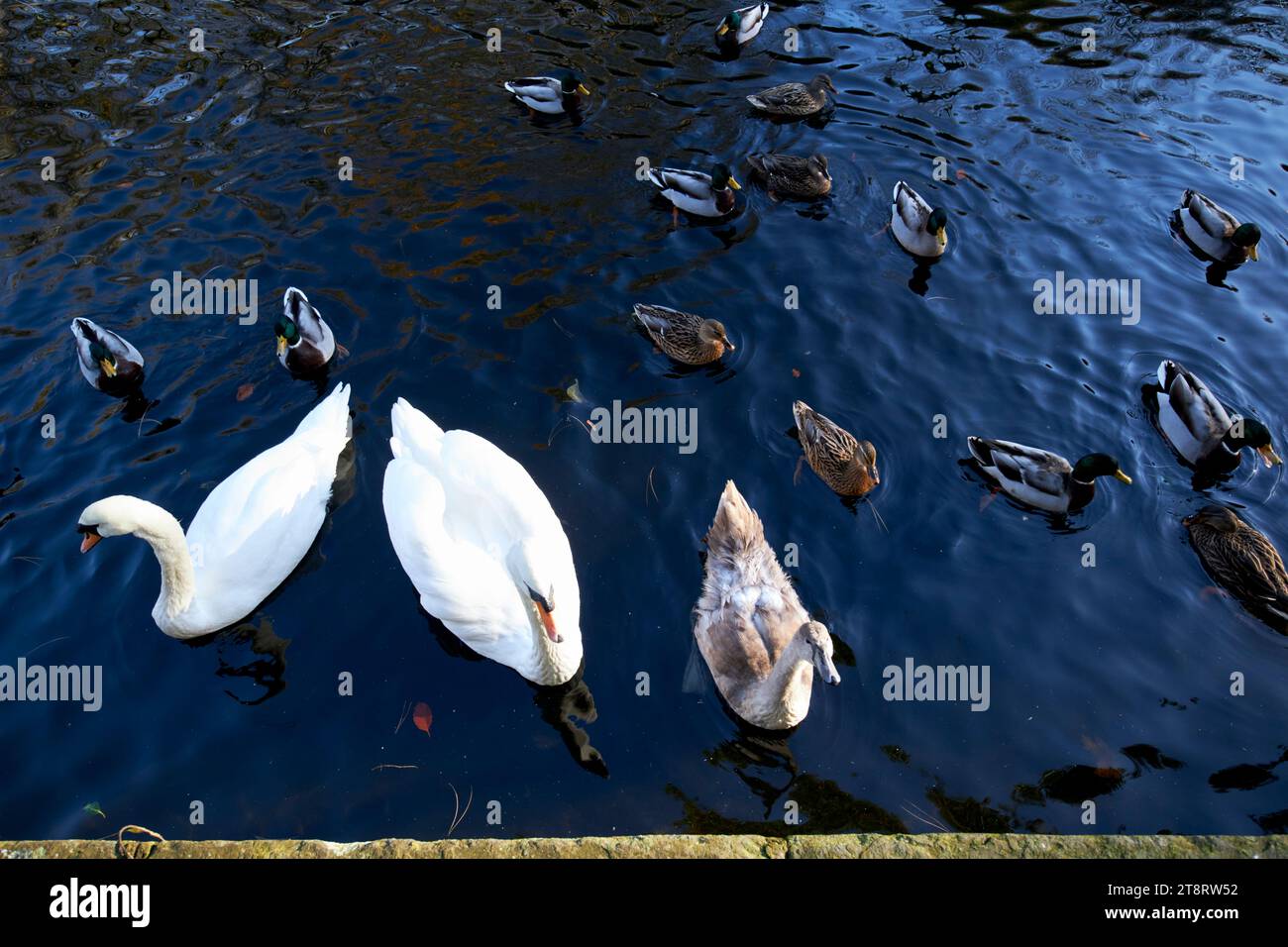 cigni e anatre sul lago nei giardini botanici di churchtown southport merseyside inghilterra regno unito Foto Stock